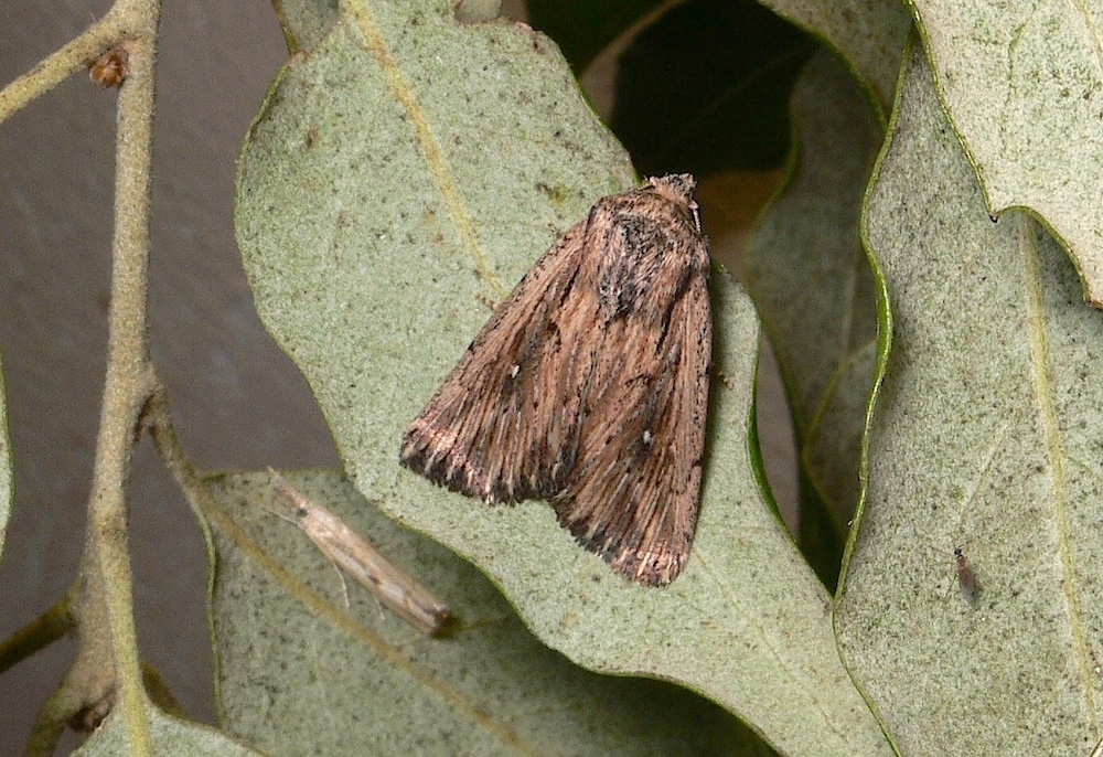 Mythimna o Leucania ?